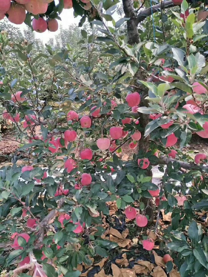 红星苹果产地供应保质保量中秋礼品包装欢迎采购