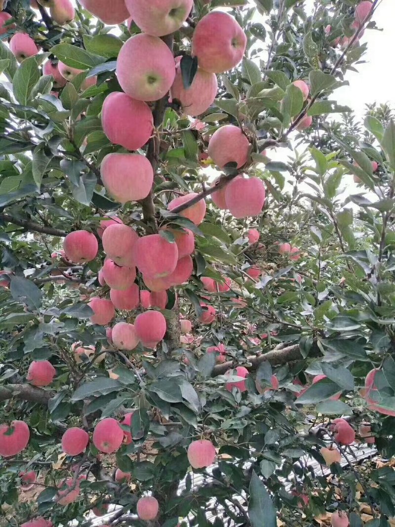 红星苹果产地供应保质保量中秋礼品包装欢迎采购