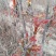 紫荆花树苗，2一6公分，量大从优，可代发全国，基地直供