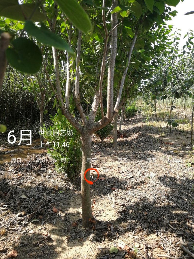 紫荆花树苗，2一6公分，量大从优，可代发全国，基地直供