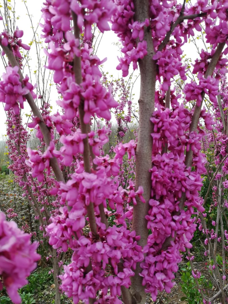 紫荆花树苗，2一6公分，量大从优，可代发全国，基地直供