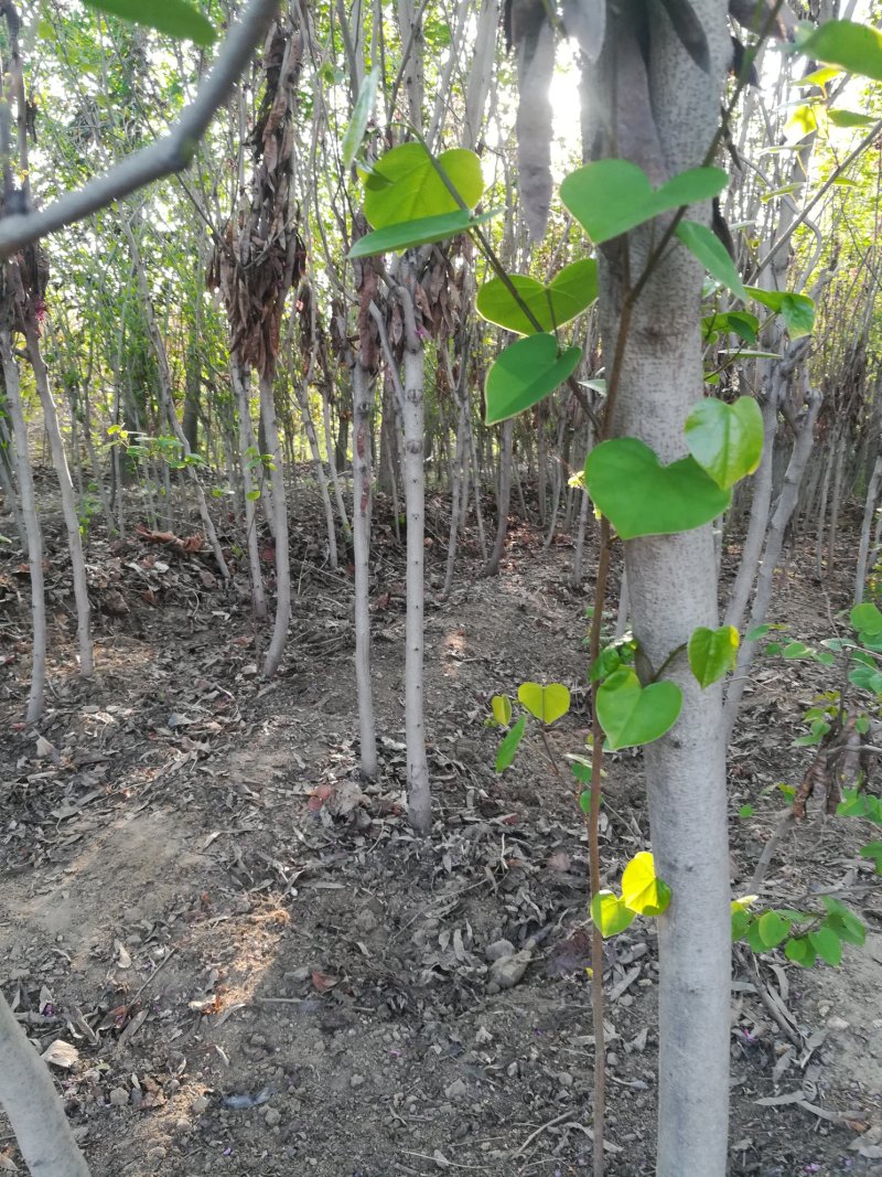 紫荆花树苗，2一6公分，量大从优，可代发全国，基地直供