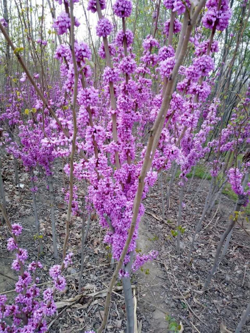 紫荆花树苗，2一6公分，量大从优，可代发全国，基地直供