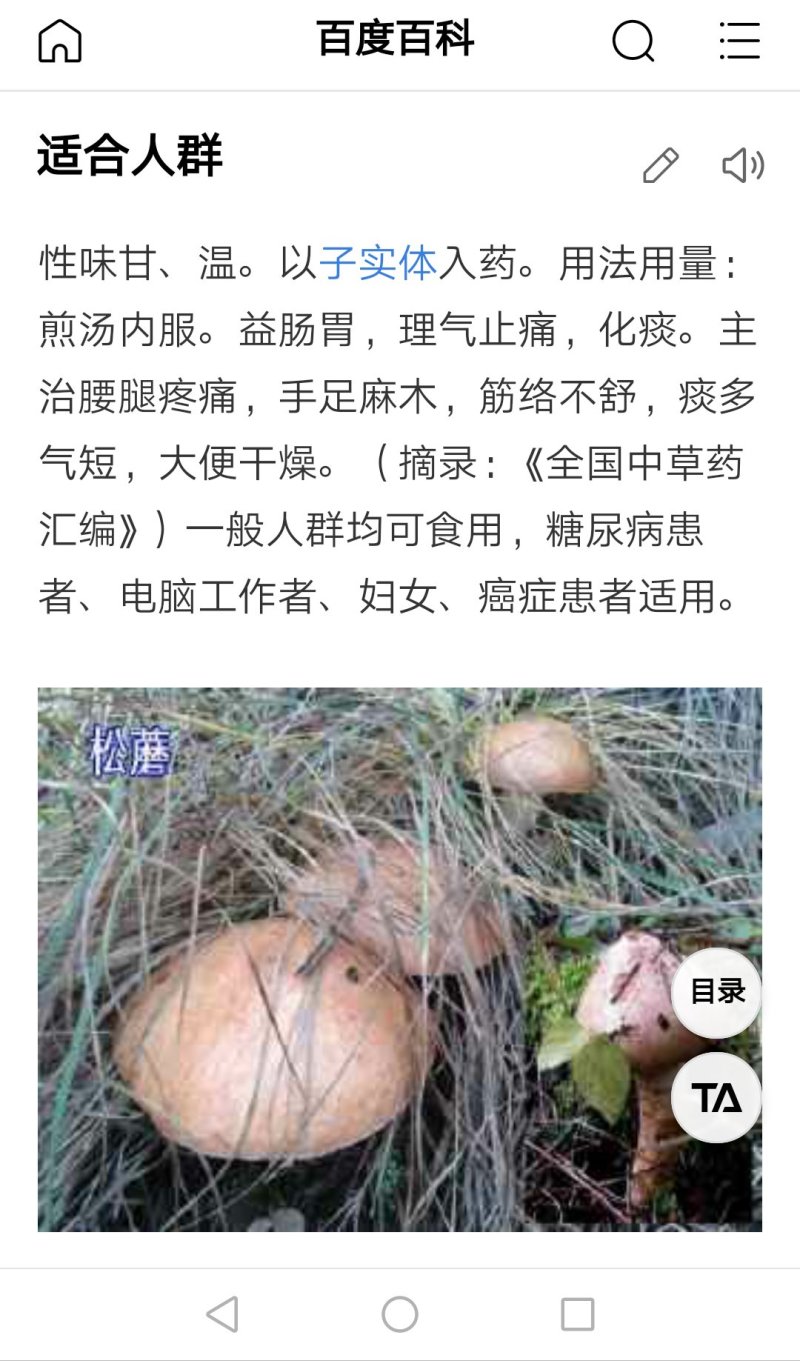 大量出售2018年野生有机松蘑