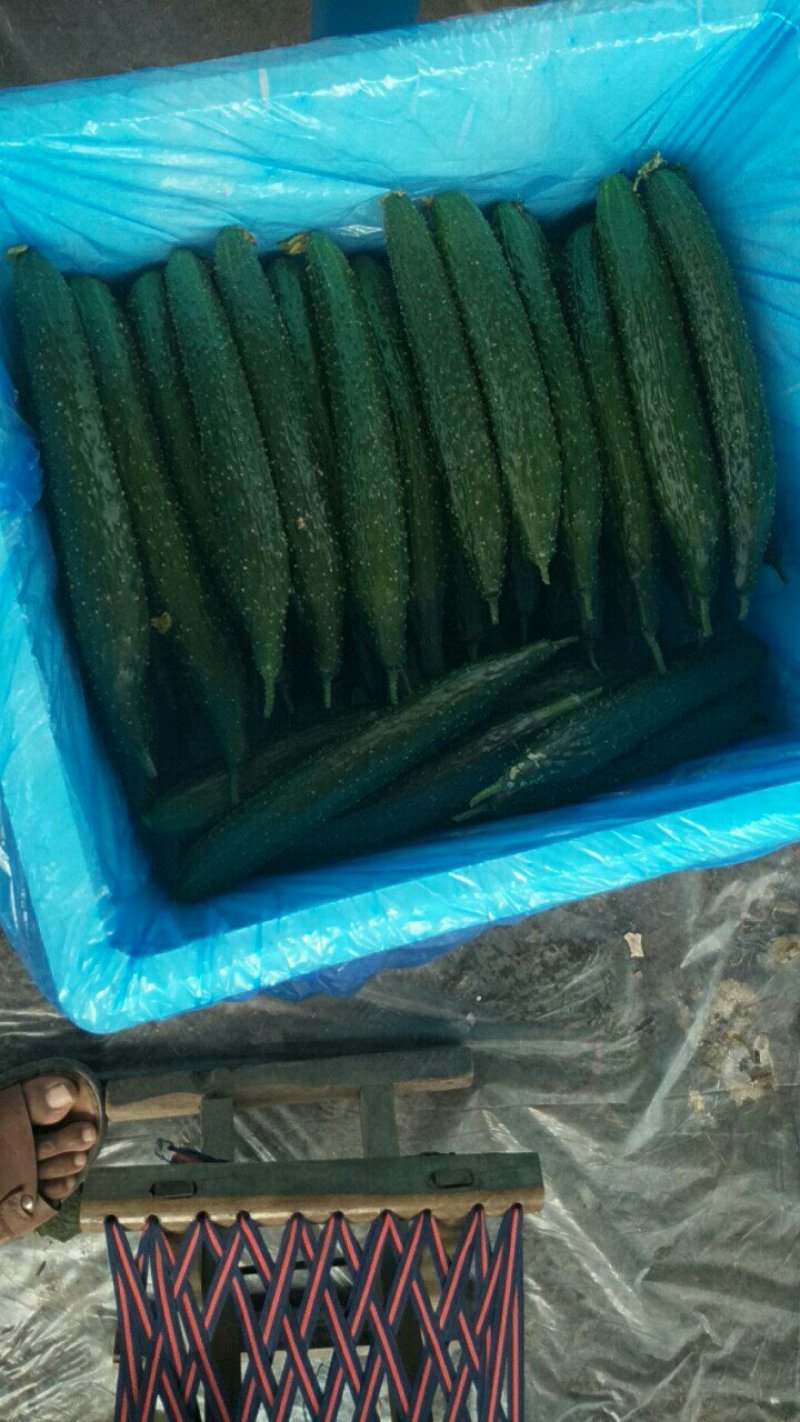 大量供应黄瓜