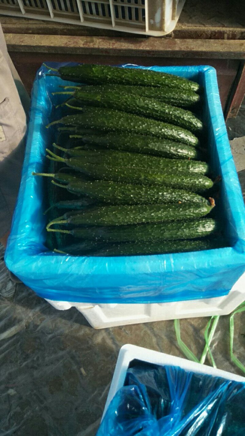 大量供应黄瓜