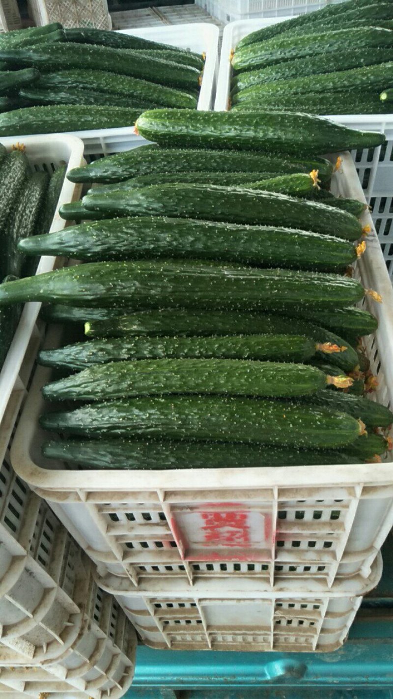 大量供应黄瓜