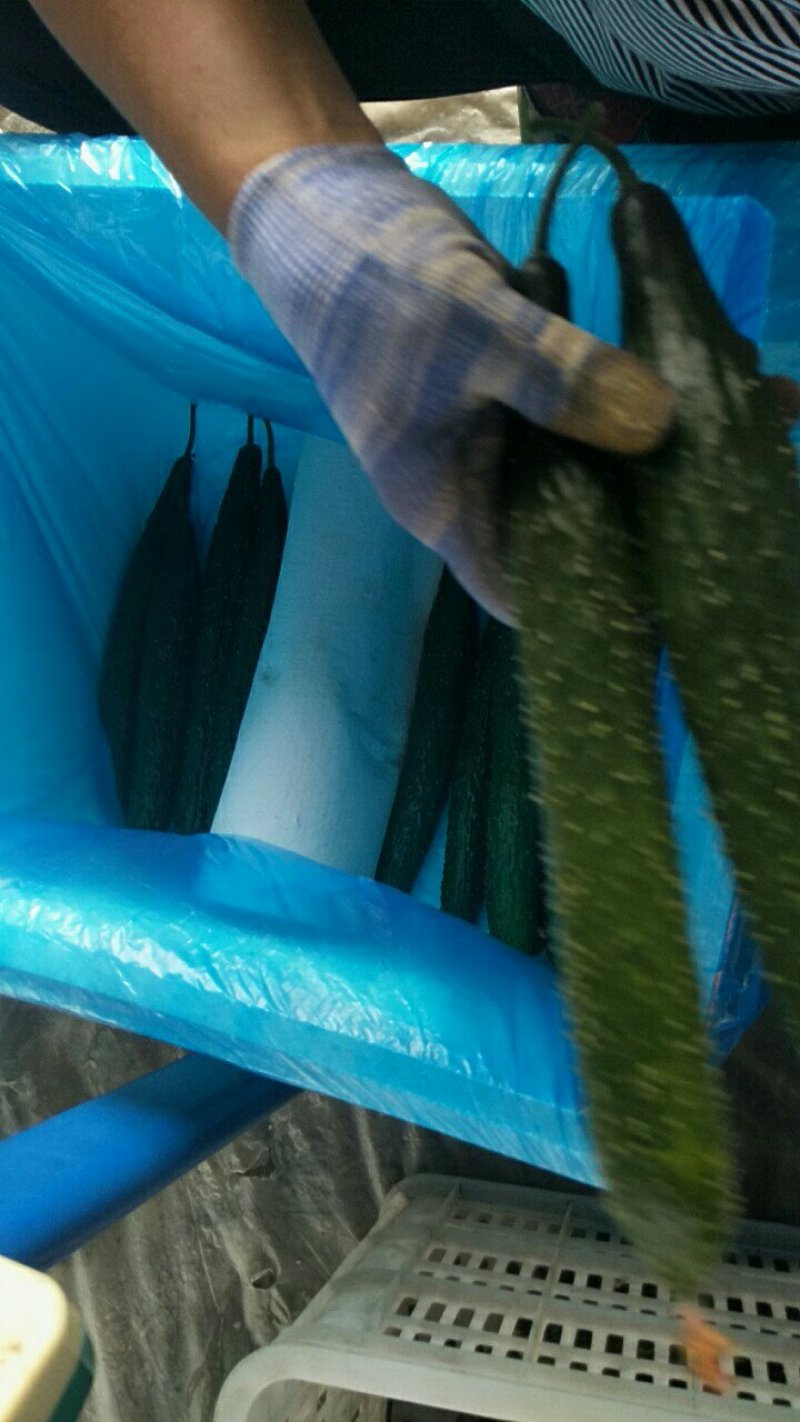 大量供应黄瓜