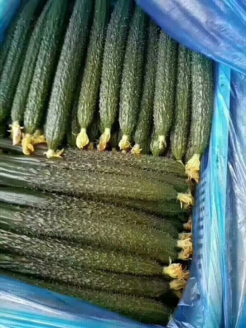大量供应黄瓜