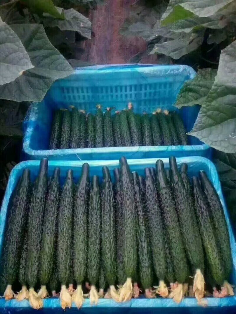 大量供应黄瓜