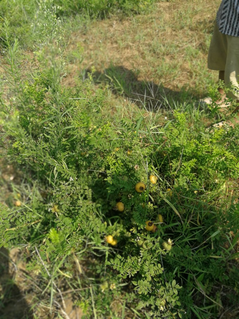贵州瓮安万亩刺梨生态种植园