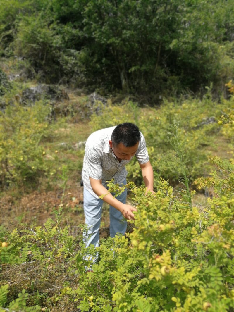 贵州瓮安万亩刺梨生态种植园
