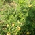 贵州瓮安万亩刺梨生态种植园