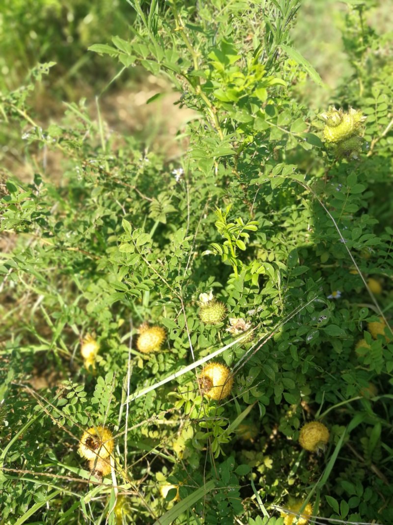 贵州瓮安万亩刺梨生态种植园