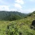 贵州瓮安万亩刺梨生态种植园
