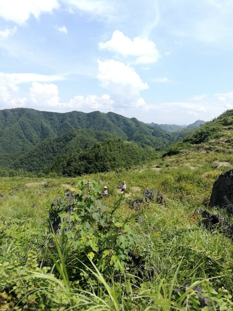 贵州瓮安万亩刺梨生态种植园