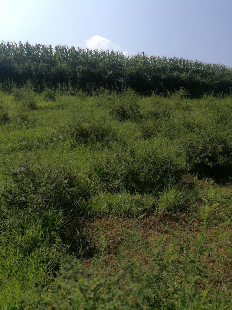 贵州瓮安万亩刺梨生态种植园