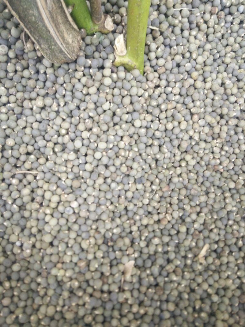 黄秋葵籽