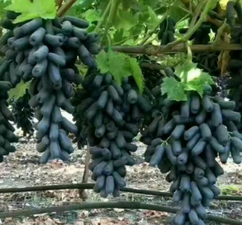 阳光玫瑰葡萄苗嫁接葡萄苗育苗基地红提葡萄苗