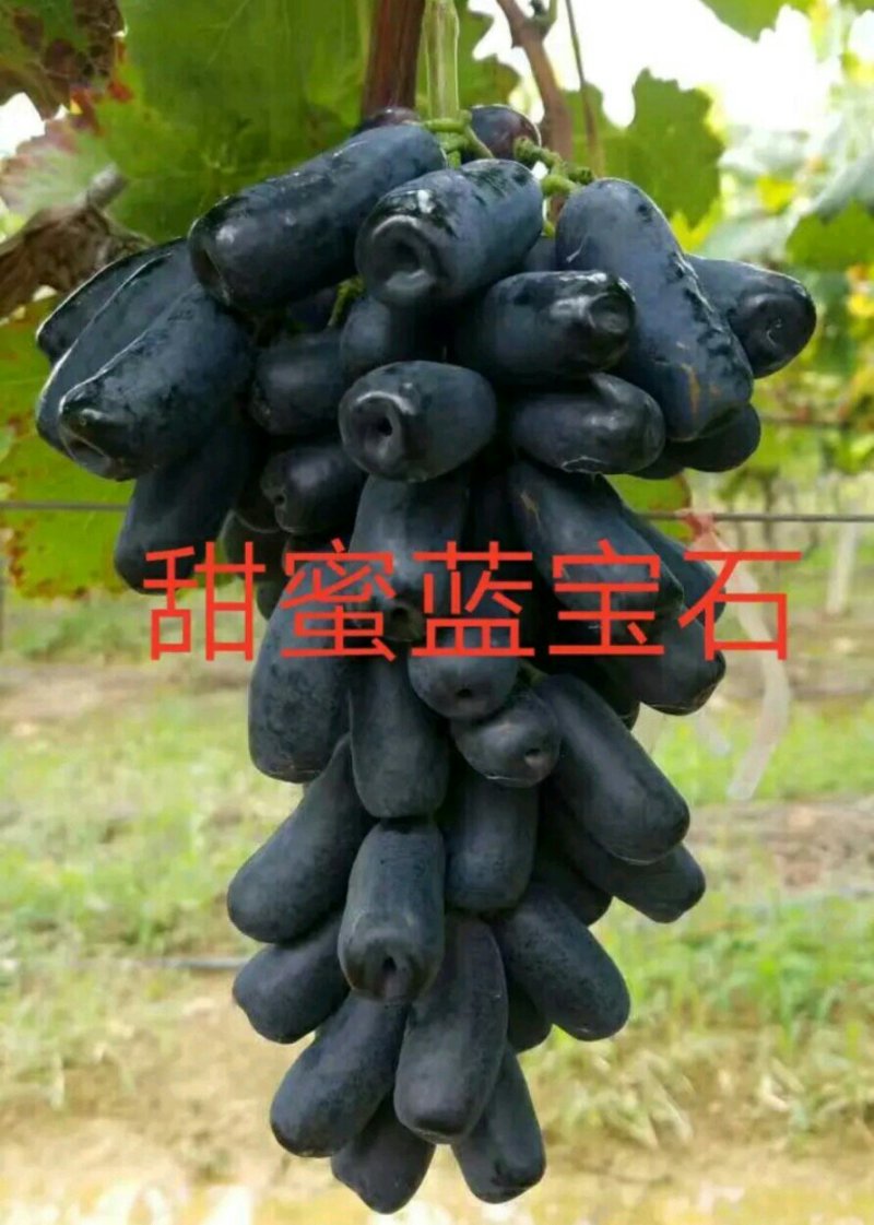 阳光玫瑰葡萄苗嫁接葡萄苗育苗基地红提葡萄苗