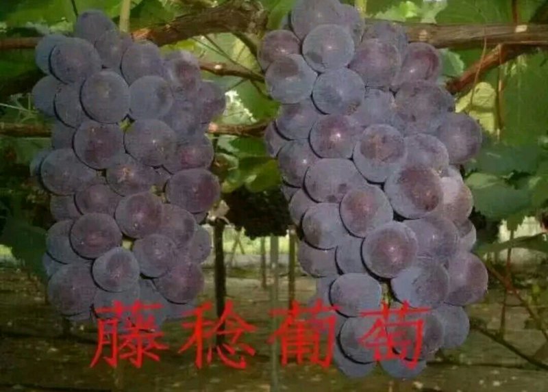 阳光玫瑰葡萄苗嫁接葡萄苗育苗基地红提葡萄苗