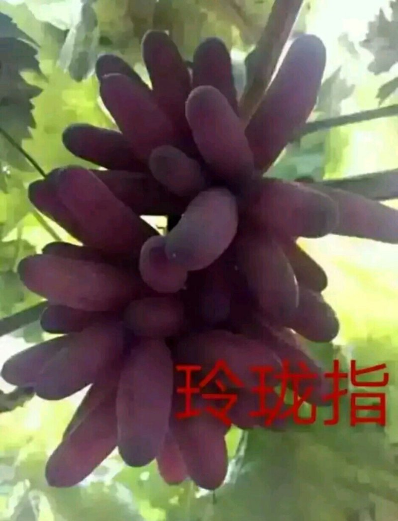 阳光玫瑰葡萄苗嫁接葡萄苗育苗基地红提葡萄苗