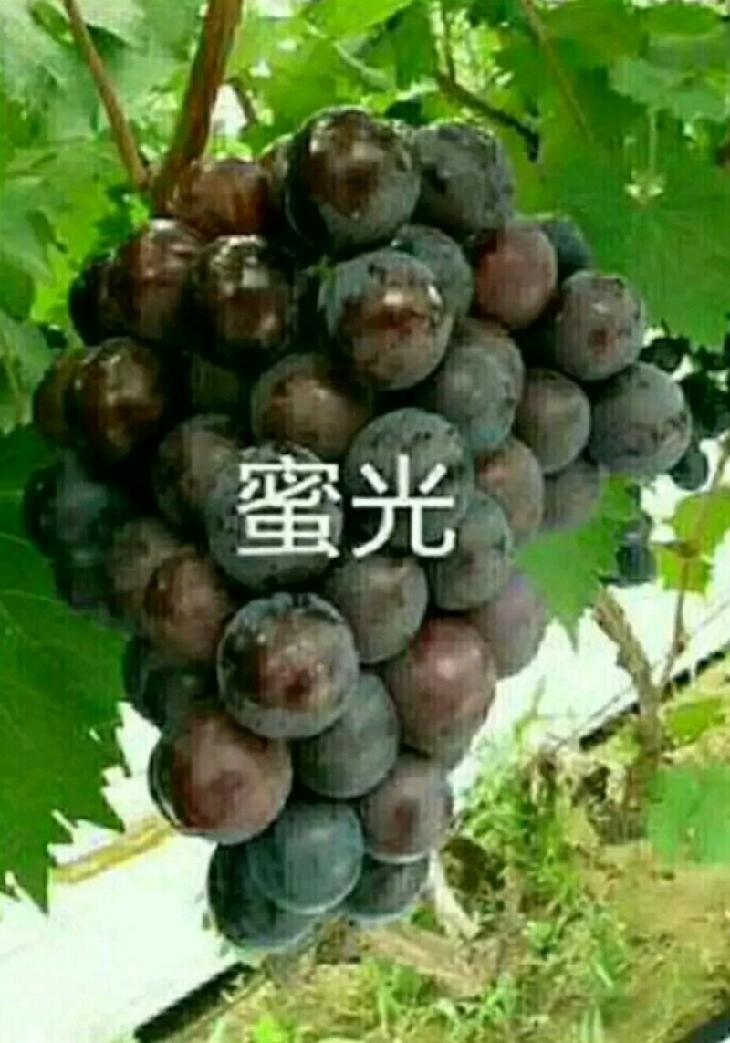 阳光玫瑰葡萄苗嫁接葡萄苗育苗基地红提葡萄苗