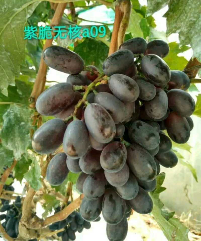 阳光玫瑰葡萄苗嫁接葡萄苗育苗基地红提葡萄苗
