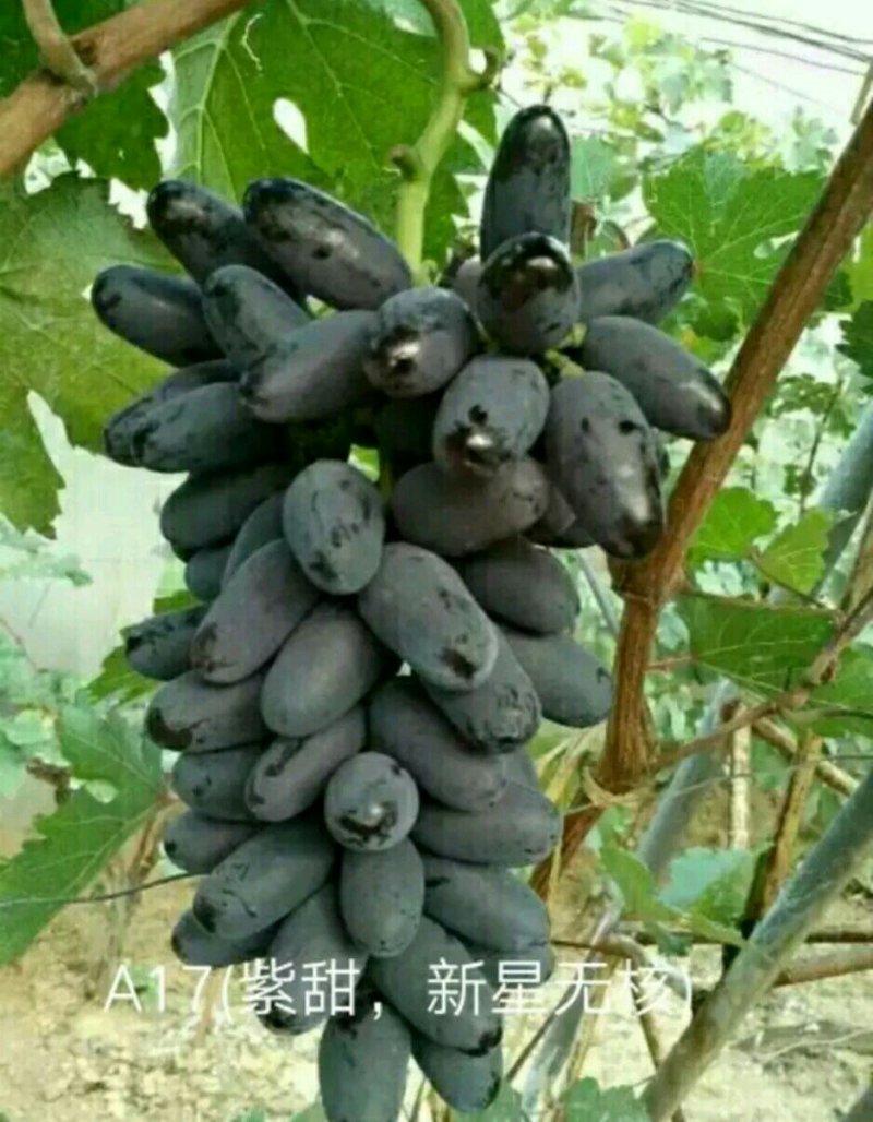 阳光玫瑰葡萄苗嫁接葡萄苗育苗基地红提葡萄苗