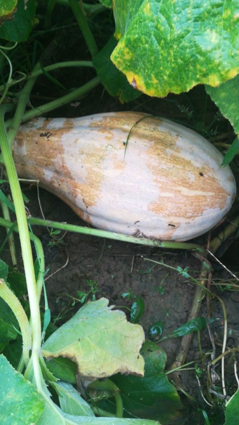 丰甜蜜本南瓜