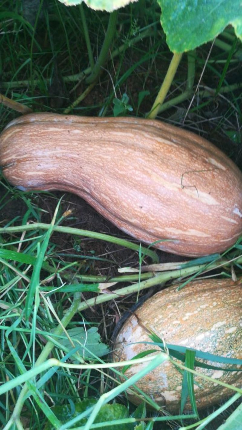 丰甜蜜本南瓜