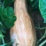 丰甜蜜本南瓜