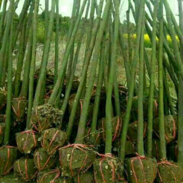 樟树