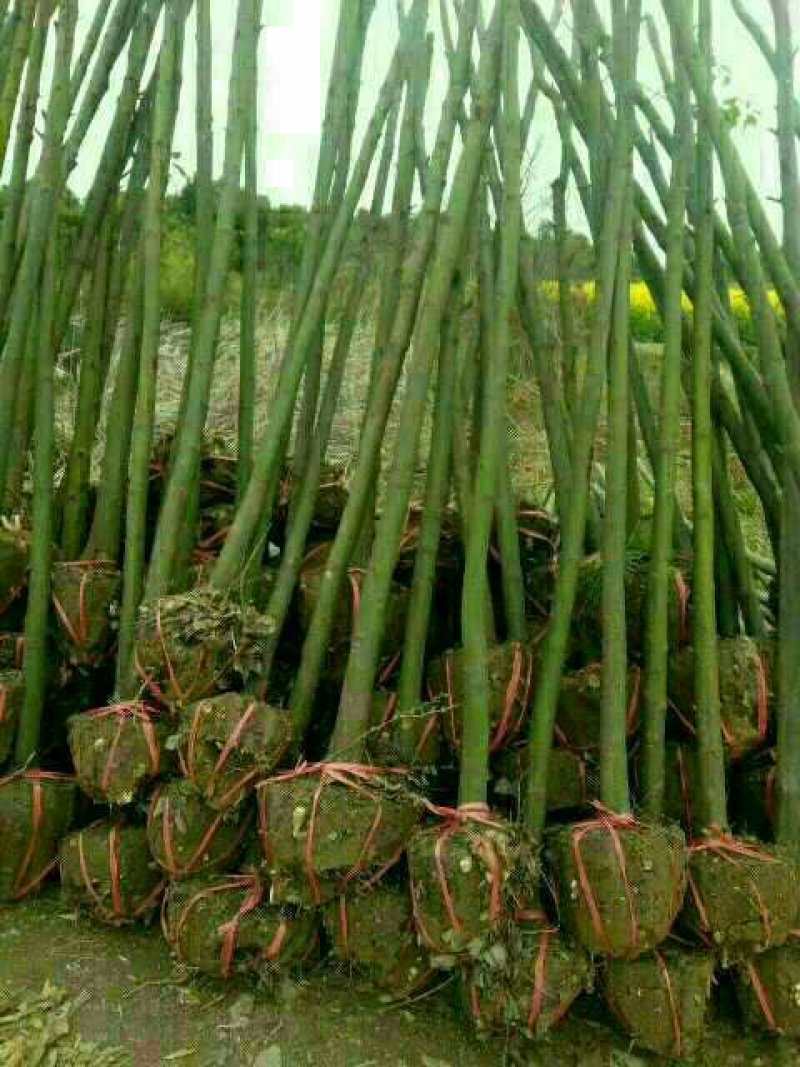樟树