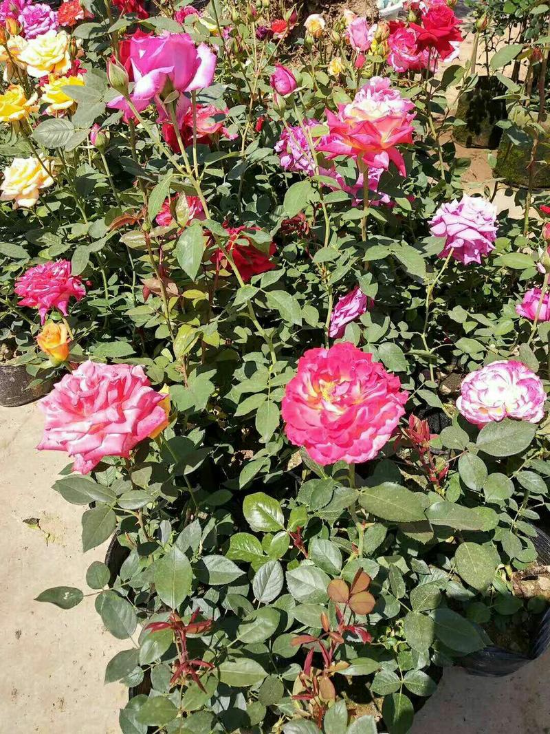 月季，大花月季，浓香庭院阳台藤本植物花卉月季盆栽月季