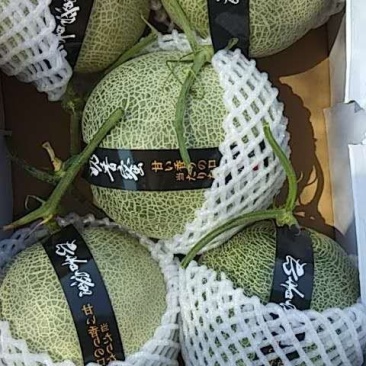 网纹瓜