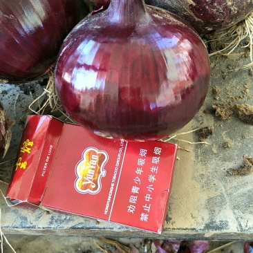 洋葱