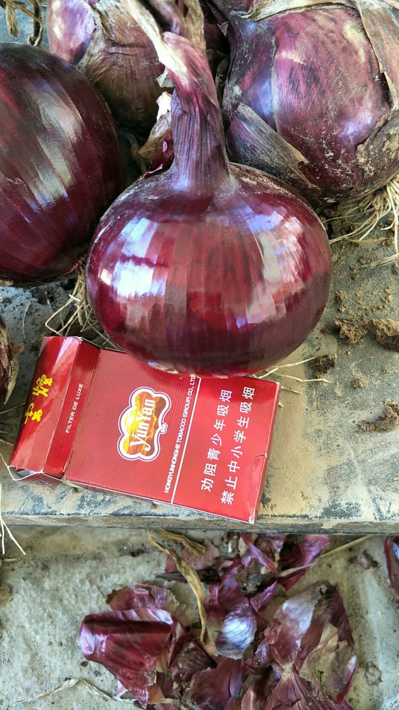 洋葱