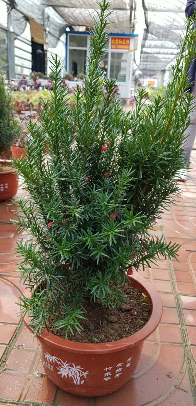 红豆杉