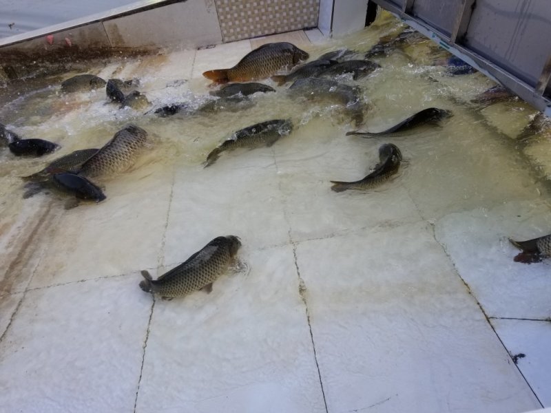 鲤鱼