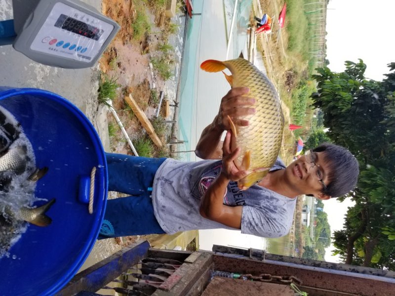 鲤鱼