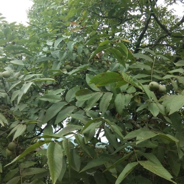 香核桃