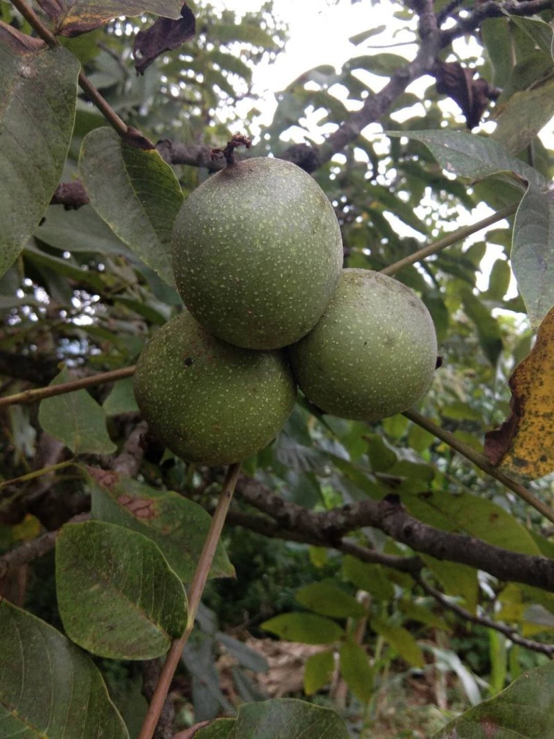 香核桃