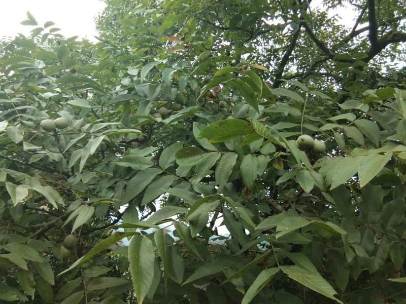 香核桃