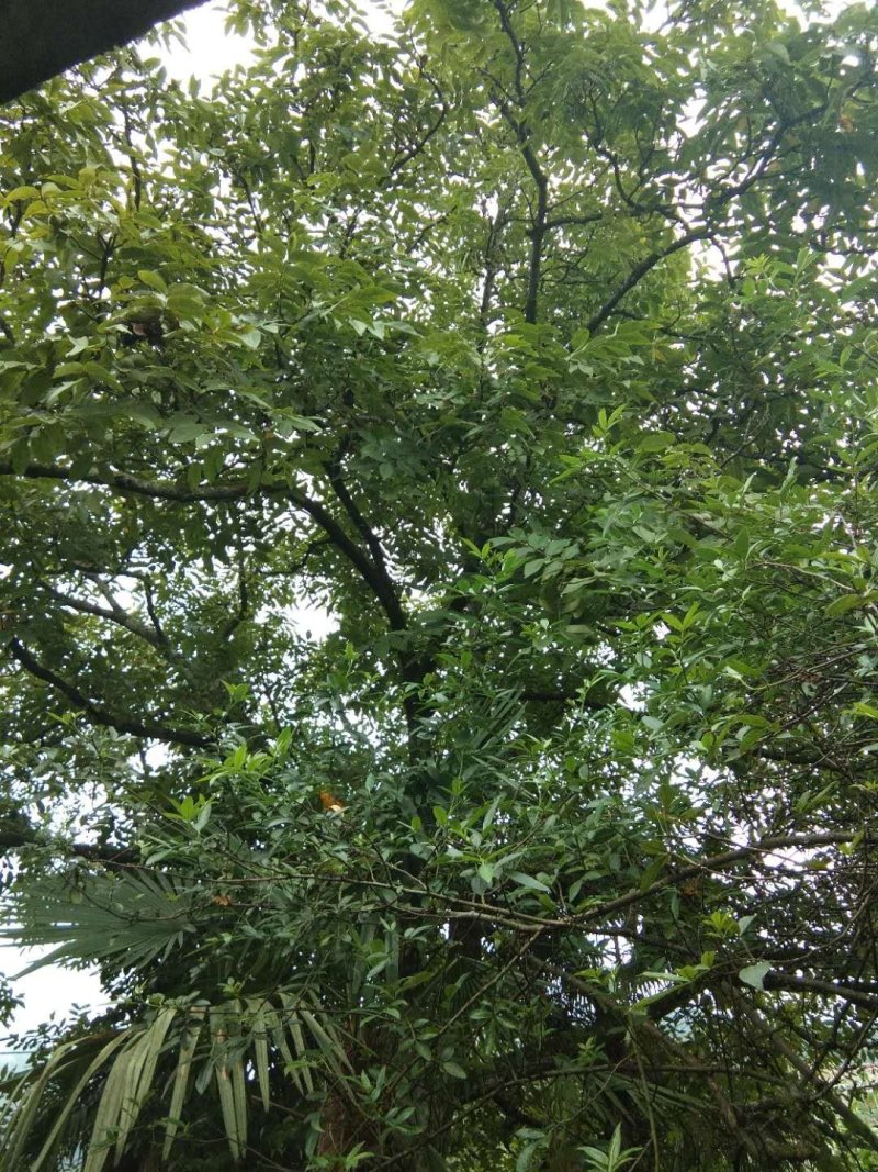 香核桃