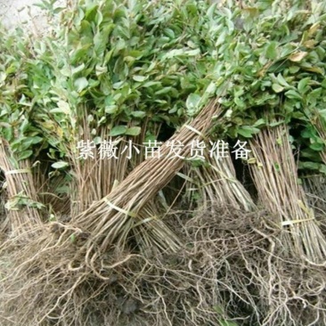 紫薇苗80cm以上