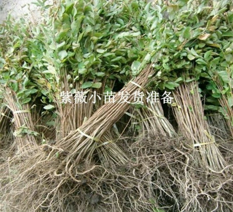 紫薇苗80cm以上