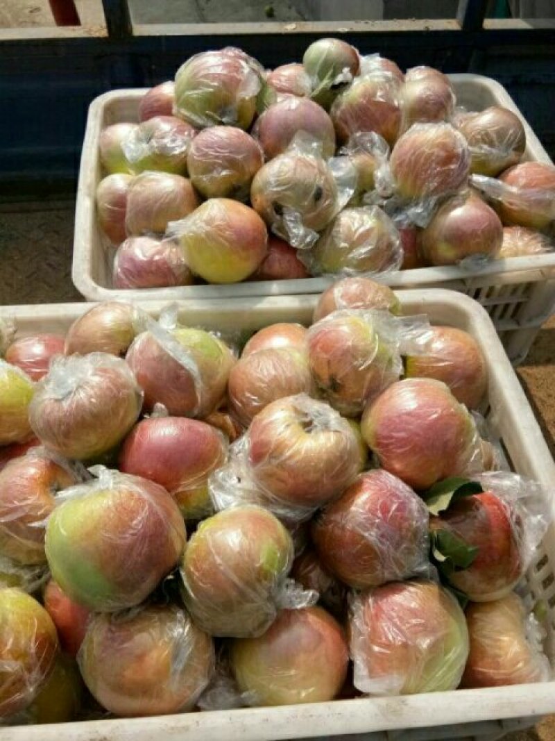 红露苹果大量上市