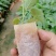 五指毛桃种苗！煲汤药用都可以…：：：！！