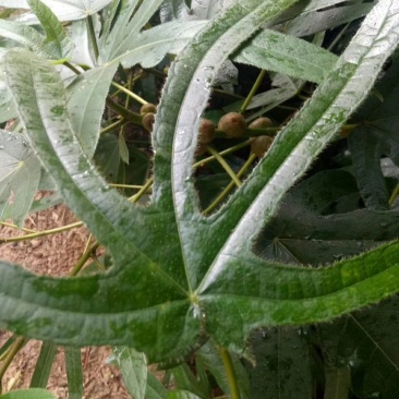 五指毛桃种苗！煲汤药用都可以…：：：！！